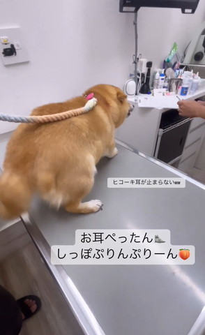 お耳ぺったんテロップ
