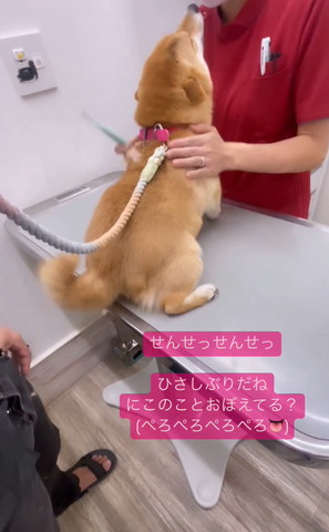 にこのこと覚えてるテロップ