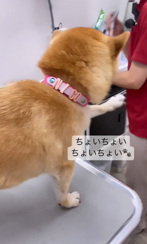 ちょいちょいテロップ