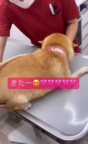 きたーテロップ