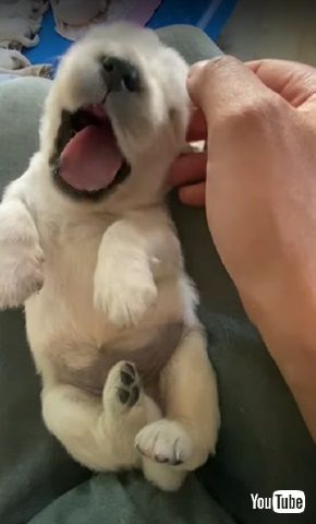 子犬