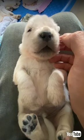 子犬
