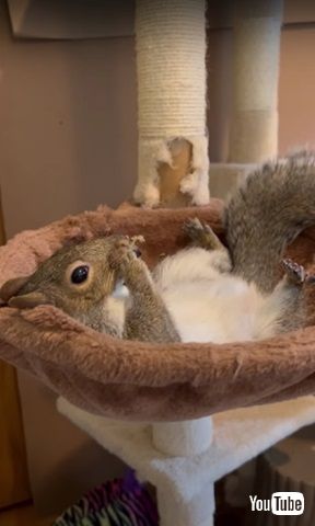 寝ているリス横からの姿