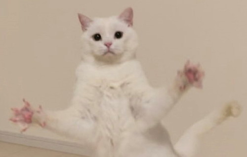 猫ポーズ