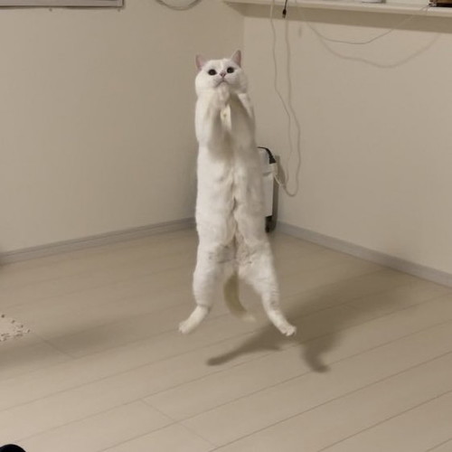 おなかのチャック