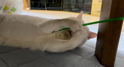 いないいなばあB