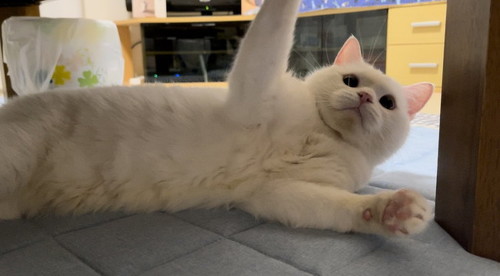 いないいなばあA