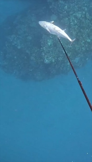 弱ったイソマグロ