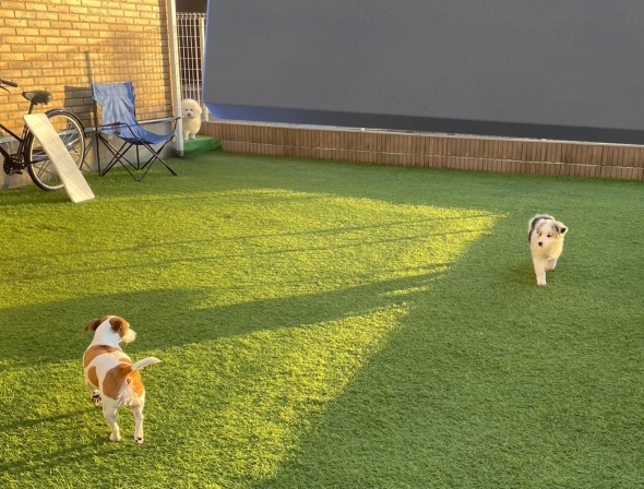 子犬を怖がる犬