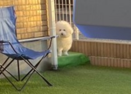 離れた場所から見ている犬