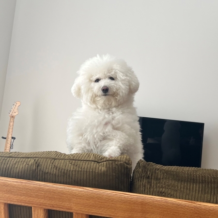 うれしそうな犬