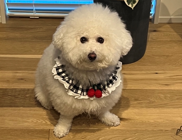 よだれかけをした犬