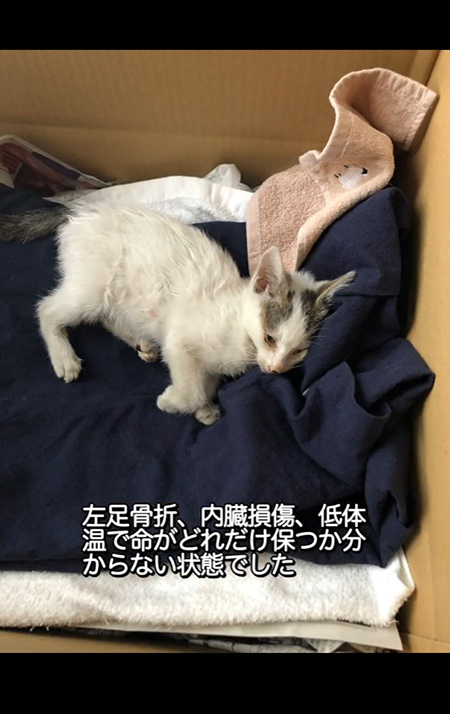 左後ろ足骨折