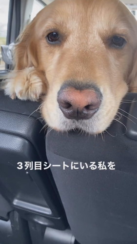 じっと見てくるこたつくん