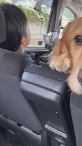 じっと見てくるこたつくん