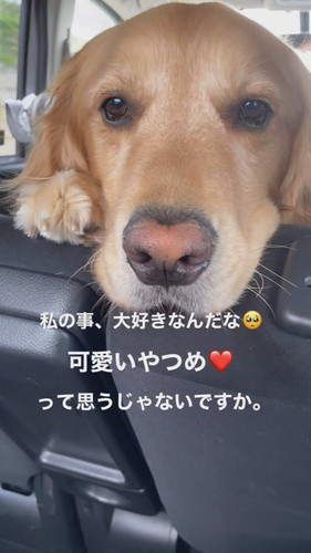 じっと見てくるこたつくん