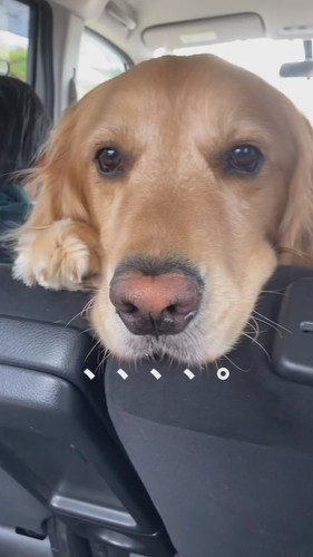 じっと見てくるこたつくん