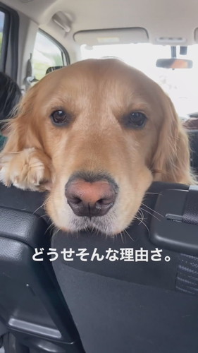 じっと見てくるこたつくん