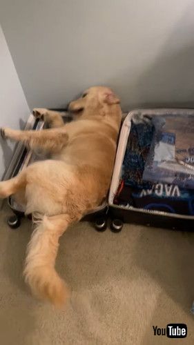 スーツケースに飛び込むデカワンコ