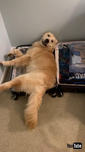 スーツケースに飛び込むデカワンコ