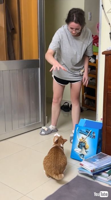 飼い主の手を見つめる猫