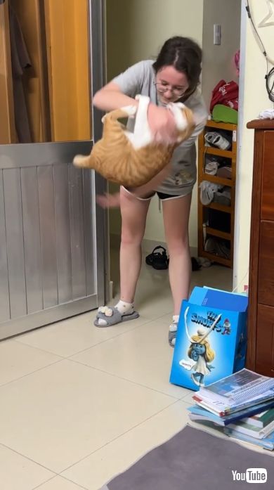 飼い主の手に飛びつく猫