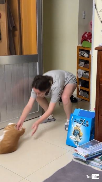 猫をボールのように滑らす飼い主