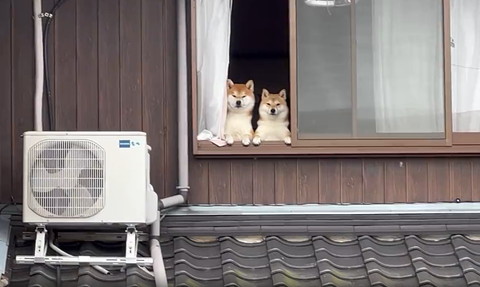 前回こむぎ