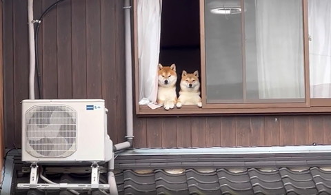 左の子前足そろえて見てる