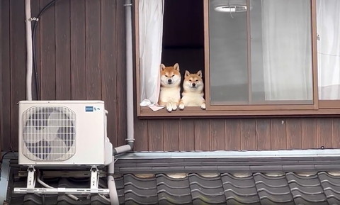 左の子前足そろえて見てる右の子前足すごい開いてる