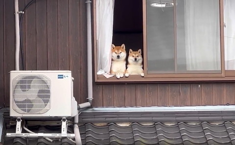 左の子前足そろえて見てる右の子少し上見てる