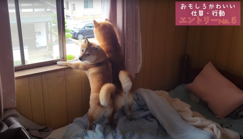 窓際のワンコひとり振り返る