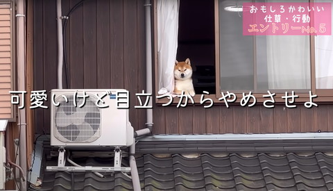 可愛いけど目立つからやめさせよう