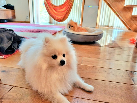 ベッドに入れない犬