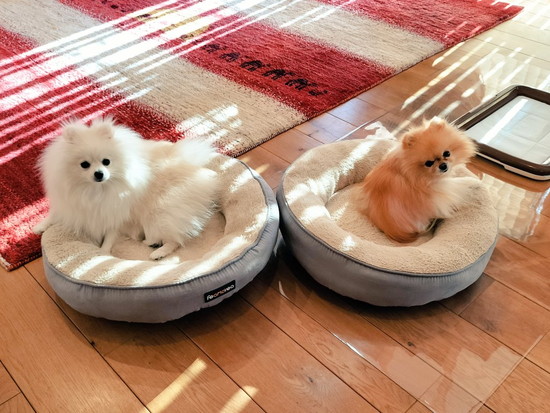 ベッドに入った犬