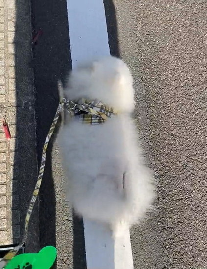 真っすぐ進む犬