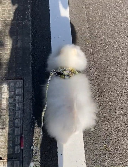 尻尾を立てた犬