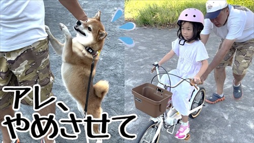 自転車練習する娘ちゃんを心配する柴犬