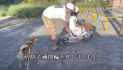 自転車練習する娘ちゃんを心配する柴犬