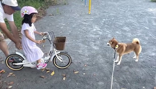 自転車練習する娘ちゃんを心配する柴犬