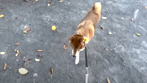 自転車練習する娘ちゃんを心配する柴犬