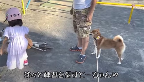 自転車練習する娘ちゃんを心配する柴犬