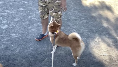 自転車練習する娘ちゃんを心配する柴犬