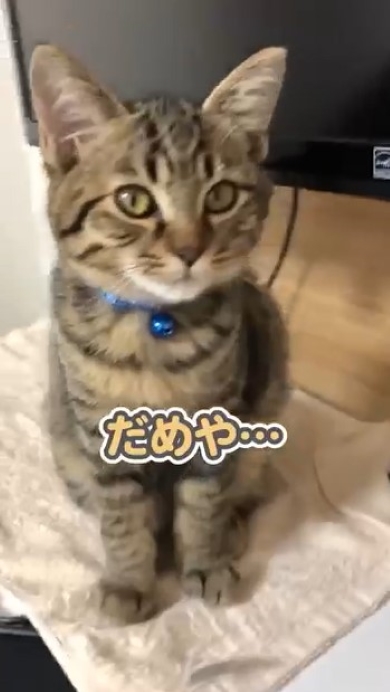 飼い主とおしゃべりする猫