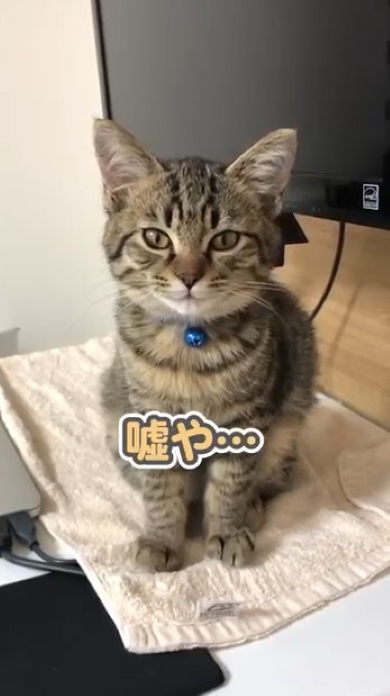 飼い主とおしゃべりする猫