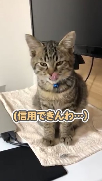 頭を振る猫