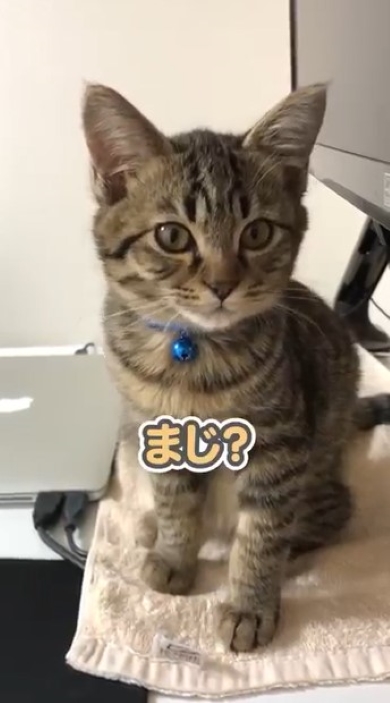 飼い主とおしゃべりする猫