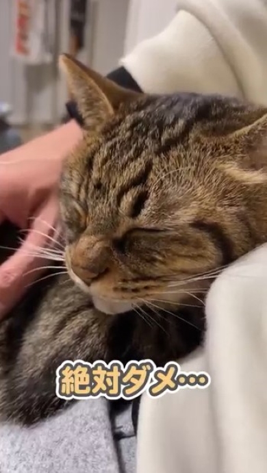 飼い主の膝でくつろぐ猫