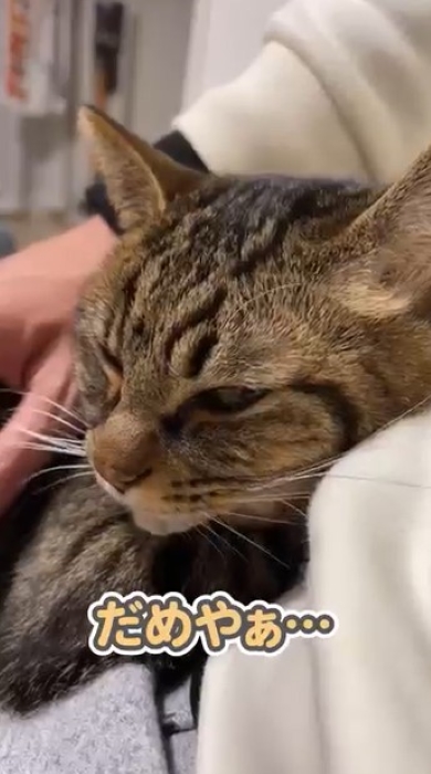 飼い主と会話する猫