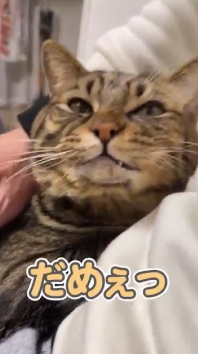 飼い主と会話する猫